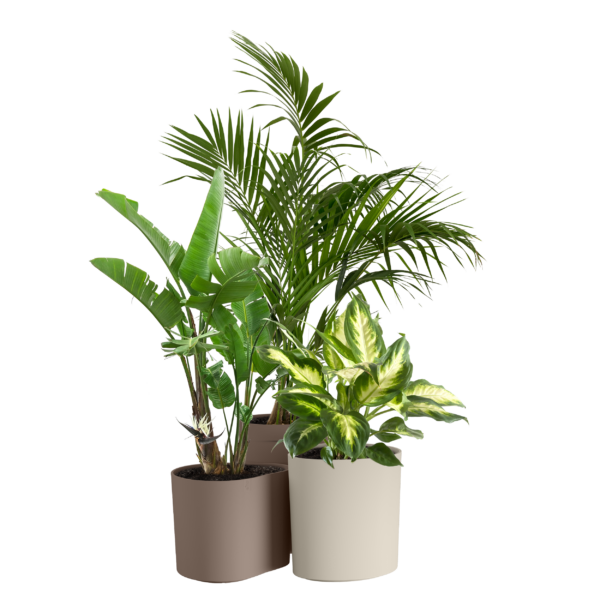 Strelitzia 2025 Les Fleurs Bleues
