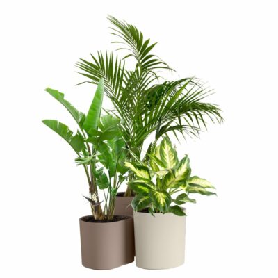 Catalogue Les Fleurs Bleues - Plantes vertes