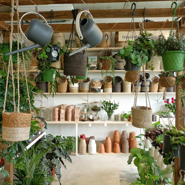 Catalogue Les Fleurs Bleues - Plantes vertes - Cache-pots