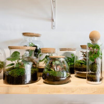 Catalogue Les Fleurs Bleues - Plantes vertes - Terrariums