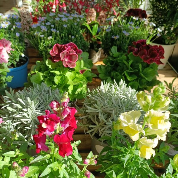 Catalogue Les Fleurs Bleues - Plantes vivaces