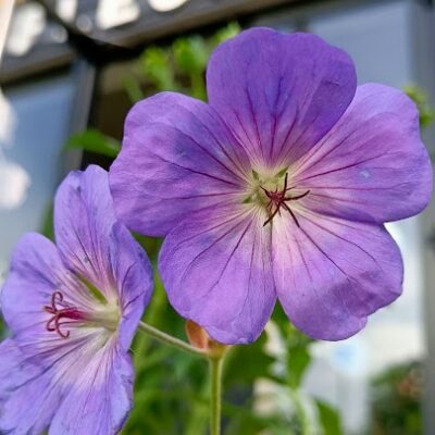 Catalogue Les Fleurs Bleues - Plantes vivaces