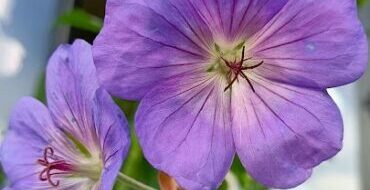 Catalogue Les Fleurs Bleues - Plantes vivaces