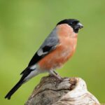 Évènements jardinerie Les Fleurs Bleues : atelier créatif